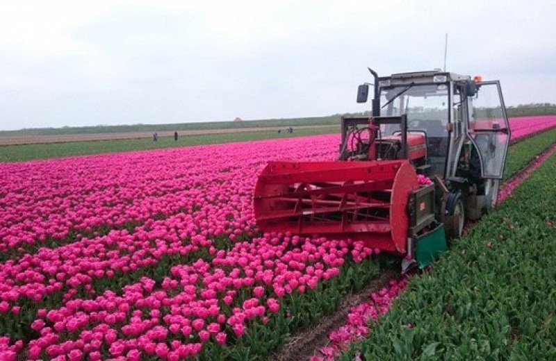 Tulpenvelden in Noord Holland