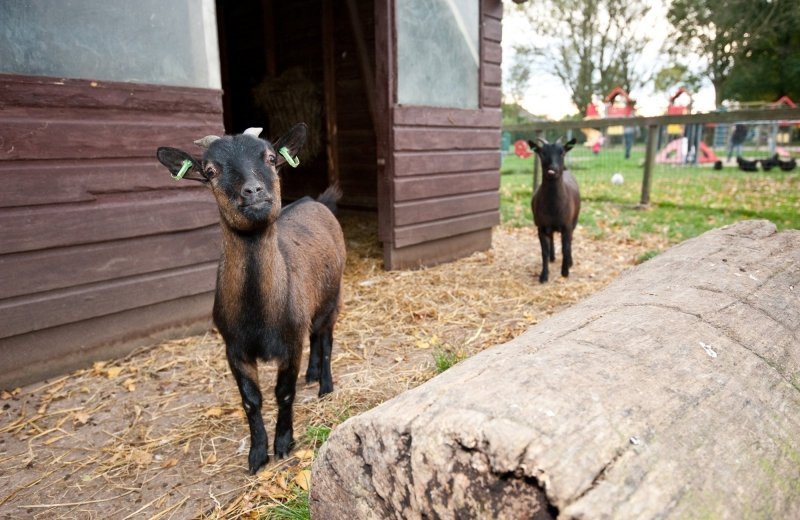 Sfeer kinderboerderij geit